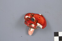 Russula peckii image